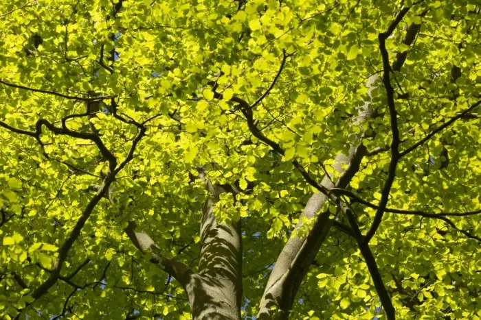 Framed Print : Common Beech (Fagus sylvatica) newly emerged leaves, looking up into backlit canopy, Yorkshire, England, May Framed Print : Common Beech (Fagus sylvatica) newly emerged leaves, looking up into backlit canopy, Yorkshire, England, May