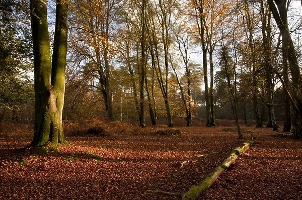 Common Beech (Fagus sylvatica) old woodland habitat in autumn, Knightwood Inclosure, New Forest, Hampshire, England