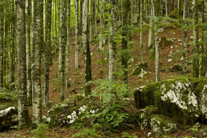 Framed Print : Common Beech (Fagus sylvatica) old woodland habitat on limestone, Triglav N. P. Julian Alps, Slovenia, june