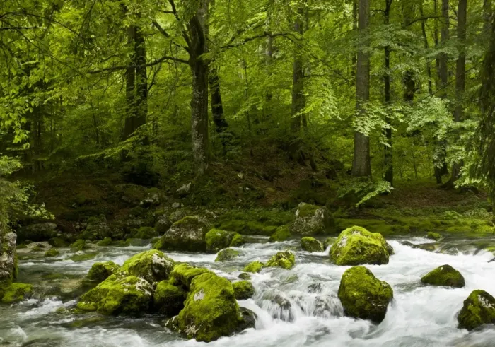 Framed Print : Common Beech (Fagus sylvatica) rocky montane woodland habitat with river flowing through, Savica River, Triglav N. P