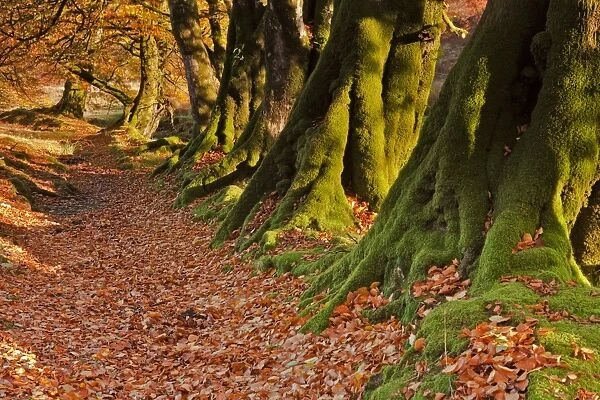 Common Beech (Fagus sylvatica) row of trunks and fallen leaves, in early morning sunlight, Hoar Oak Water, Exmoor N. P