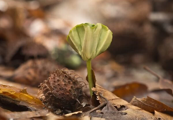 Common Beech (Fagus sylvatica) seedling, growing amongst leaf litter under dense shade in forest, French Pyrenees