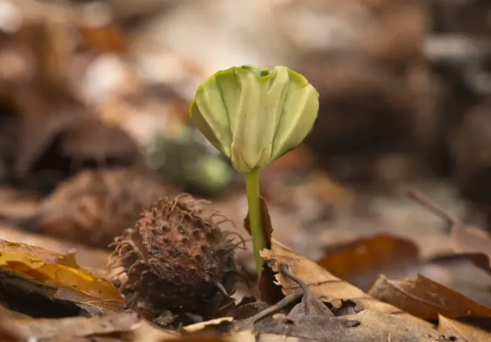 Framed Print : Common Beech (Fagus sylvatica) seedling, growing amongst leaf litter under dense shade in forest, French Pyrenees Framed Print : Common Beech (Fagus sylvatica) seedling, growing amongst leaf litter under dense shade in forest, French Pyrenees