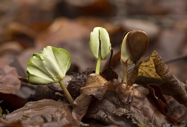 Common Beech (Fagus sylvatica) seedlings, growing amongst leaf litter under dense shade in forest, French Pyrenees