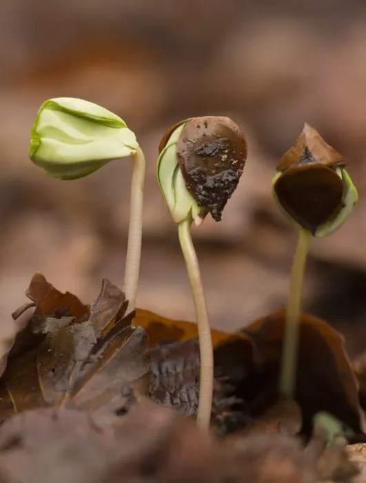 Framed Print : Common Beech (Fagus sylvatica) seedlings, growing amongst leaf litter under dense shade in forest, French Pyrenees Framed Print : Common Beech (Fagus sylvatica) seedlings, growing amongst leaf litter under dense shade in forest, French Pyrenees