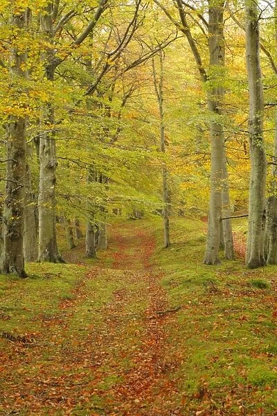 Common Beech (Fagus sylvatica) track through woodland habitat, leaves in autumn colour, near Edzell, Angus, Scotland