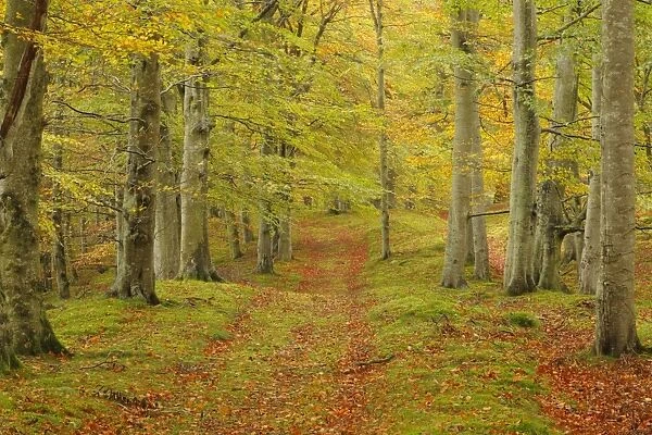 Common Beech (Fagus sylvatica) track through woodland habitat, leaves in autumn colour, near Edzell, Angus, Scotland