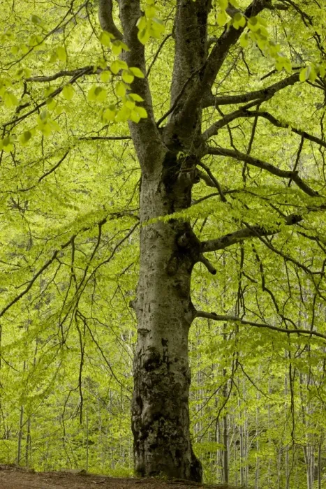 Framed Print : Common Beech (Fagus sylvatica) trunk, ancient tree growing in woodland, near Rila Monastery, Rila Mountains, Bulgaria