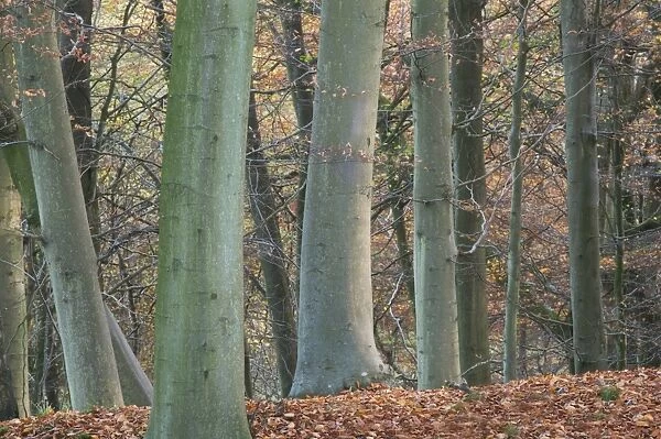 Common Beech (Fagus sylvatica) trunks and fallen leaves in woodland habitat, Kings Wood, Challock, North Downs, Kent