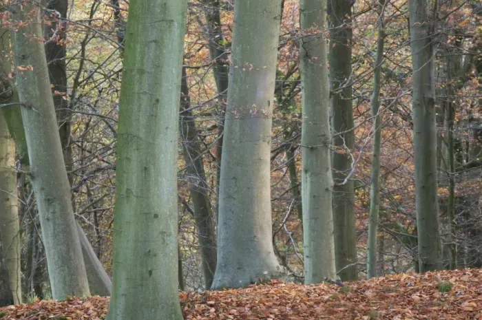Framed Print : Common Beech (Fagus sylvatica) trunks and fallen leaves in woodland habitat, Kings Wood, Challock, North Downs, Kent Framed Print : Common Beech (Fagus sylvatica) trunks and fallen leaves in woodland habitat, Kings Wood, Challock, North Downs, Kent