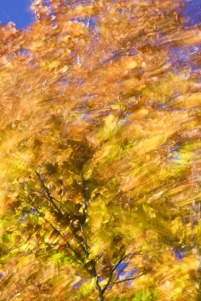 Common Beech (Fagus sylvatica) windblown leaves in autumn colour, blurred movement, London, England