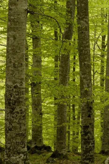 Framed Print : Common Beech (Fagus sylvatica) woodland habitat, Rila Mountains, Bulgaria, may Framed Print : Common Beech (Fagus sylvatica) woodland habitat, Rila Mountains, Bulgaria, may