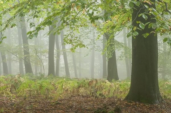 Common Beech (Fagus sylvatica) woodland habitat in mist, Kings Wood, Challock, North Downs, Kent, England, October