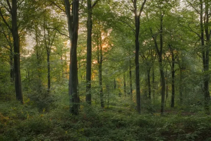Framed Print : Common Beech (Fagus sylvatica) woodland habitat in evening light, Forest of Dean, Gloucestershire, England, september Framed Print : Common Beech (Fagus sylvatica) woodland habitat in evening light, Forest of Dean, Gloucestershire, England, september