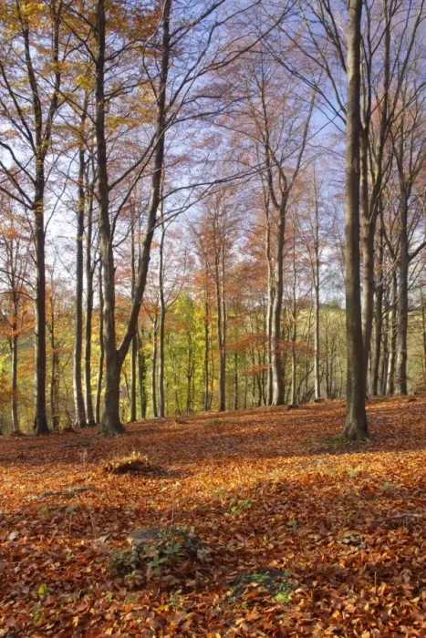 Framed Print : Common Beech (Fagus sylvatica) woodland habitat with leaf litter, Fairburn, West Yorkshire, England, November Framed Print : Common Beech (Fagus sylvatica) woodland habitat with leaf litter, Fairburn, West Yorkshire, England, November