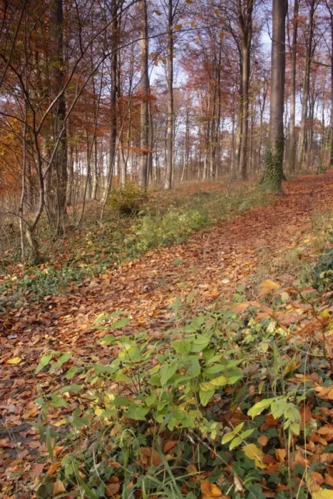Framed Print : Common Beech (Fagus sylvatica) woodland habitat with leaf litter and Tutsan (Hypericum androsaemum)