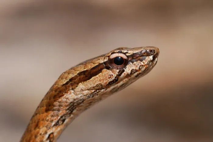 Framed Print : Common Big-eyed Snake (Mimophis mahfalensis) adult, close-up of head, in dry deciduous forest, Ankarafantsika N. P. Northwest Madagascar, july
