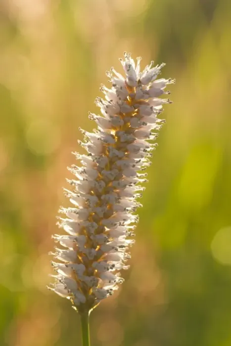 Framed Print : Common Bistort (Polygonum bistorta) close-up of flowerspike, Pembrokeshire, Wales, June Framed Print : Common Bistort (Polygonum bistorta) close-up of flowerspike, Pembrokeshire, Wales, June