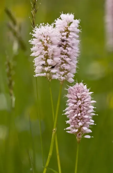 Framed Print : Common Bistort (Polygonum bistorta) flowering, growing in old hay meadow, Switzerland, june Framed Print : Common Bistort (Polygonum bistorta) flowering, growing in old hay meadow, Switzerland, june