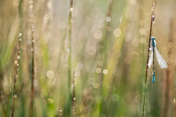 Framed Print : Common Blue Damselfly (Enallagma cyathigerum) adult male, covered in dew, clinging to stem at dawn