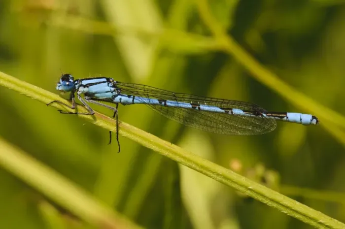 Framed Print : Common Blue Damselfly (Enallagma cyathigerum) adult male, resting on stem, College Lake Nature Reserve, Hertfordshire Framed Print : Common Blue Damselfly (Enallagma cyathigerum) adult male, resting on stem, College Lake Nature Reserve, Hertfordshire