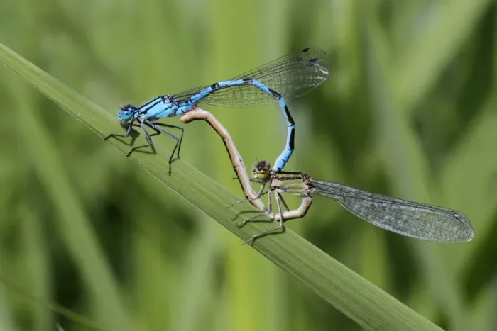 Framed Print : Common Blue Damselfly Enallagma cyathigerum adult pair, mating in wheel position on reed leaf Framed Print : Common Blue Damselfly Enallagma cyathigerum adult pair, mating in wheel position on reed leaf