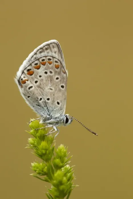 Framed Print : Common Blue (Polyommatus icarus) adult, resting on plant in early morning, Bulgaria, june Framed Print : Common Blue (Polyommatus icarus) adult, resting on plant in early morning, Bulgaria, june