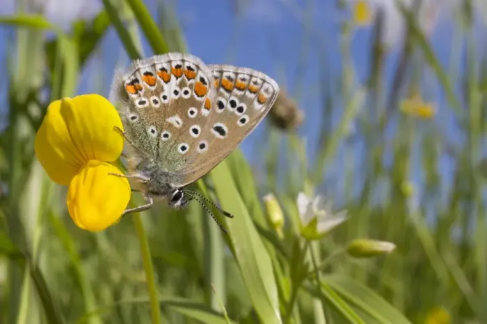 Framed Print : Common Blue (Polyommatus icarus) adult female, resting on Bird s-foot Trefoil (Lotus corniculatus) flower in sunshine Framed Print : Common Blue (Polyommatus icarus) adult female, resting on Bird s-foot Trefoil (Lotus corniculatus) flower in sunshine