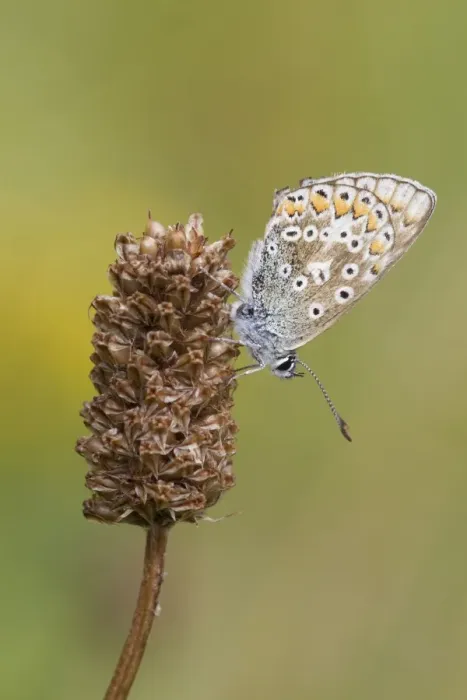 Framed Print : Common Blue (Polyommatus icarus) adult female, resting on seedhead, Berwickshire, Scottish Borders, Scotland, August