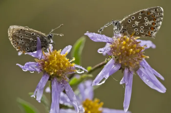 Framed Print : Common Blue (Polyommatus icarus) two adults, resting on European Michaelmas Daisy (Aster amellus) flowers Framed Print : Common Blue (Polyommatus icarus) two adults, resting on European Michaelmas Daisy (Aster amellus) flowers