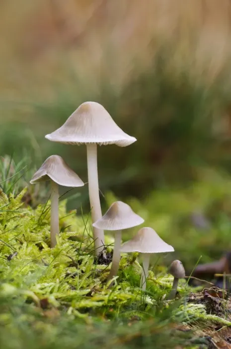 Framed Print : Common Bonnet (Mycena galericulata) fruiting bodies, troop growing amongst moss, Clumber Park, Nottinghamshire Framed Print : Common Bonnet (Mycena galericulata) fruiting bodies, troop growing amongst moss, Clumber Park, Nottinghamshire