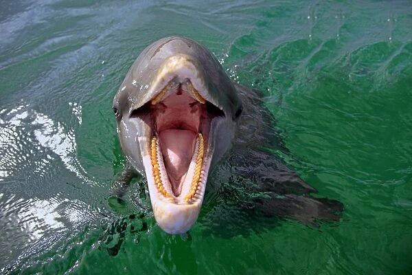 Common Bottlenose Dolphin (Tursiops truncatus) adult, with mouth open, Roatan, Honduras