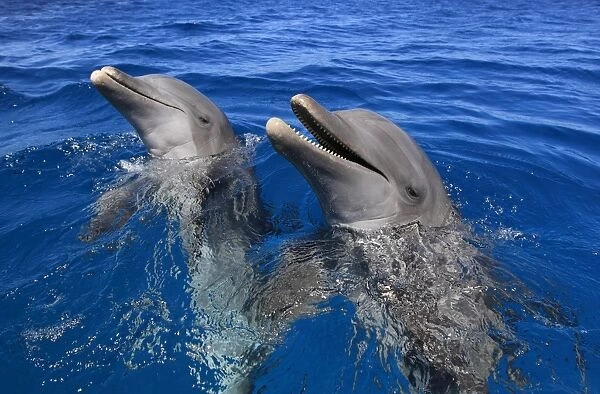 Common Bottlenose Dolphin (Tursiops truncatus) two adults, with mouth open, Roatan, Honduras