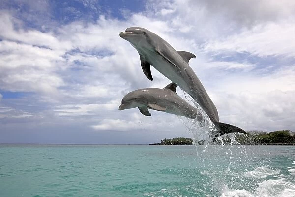 Common Bottlenose Dolphin (Tursiops truncatus) two adults, leaping, Roatan, Honduras