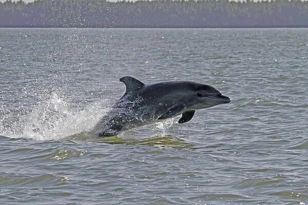 Common Bottlenose Dolphin (Tursiops truncatus) adult, leaping from water, Gambia River, Gambia, january