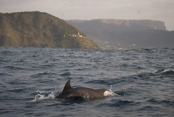 Common Bottlenose Dolphin (Tursiops truncatus) adult and juvenile, swimming at surface of sea, offshore Port St. Johns, Wild Coast, Eastern Cape (Transkei), South Africa