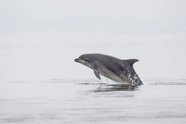 Common Bottlenose Dolphin (Tursiops truncatus) adult, leaping from sea, Moray Firth, Scotland, July