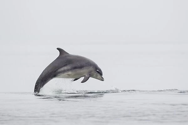 Common Bottlenose Dolphin (Tursiops truncatus) adult, leaping from sea, Moray Firth, Scotland, July