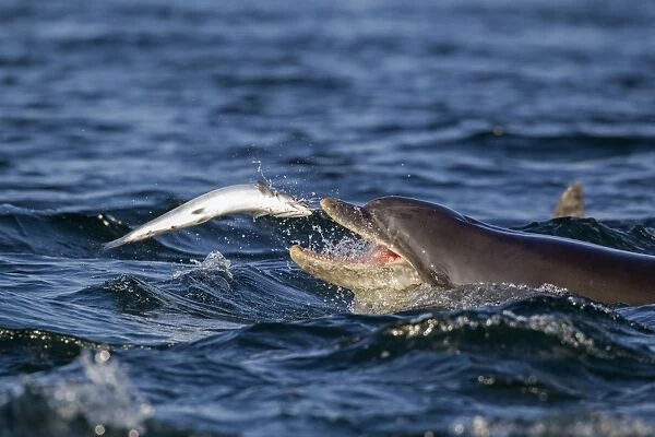 Common Bottlenose Dolphin (Tursiops truncatus) adult, catching Atlantic Salmon (Salmo salar) prey, Moray Firth