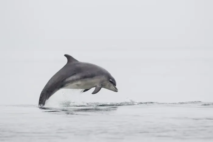 Framed Print : Common Bottlenose Dolphin (Tursiops truncatus) adult, leaping from sea, Moray Firth, Scotland, July Framed Print : Common Bottlenose Dolphin (Tursiops truncatus) adult, leaping from sea, Moray Firth, Scotland, July