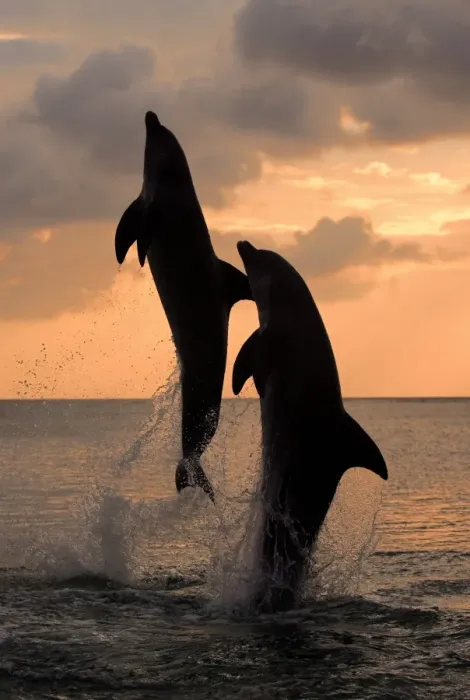 Framed Print : Common Bottlenose Dolphin (Tursiops truncatus) two adults, leaping, silhouetted at sunset, Roatan, Honduras Framed Print : Common Bottlenose Dolphin (Tursiops truncatus) two adults, leaping, silhouetted at sunset, Roatan, Honduras