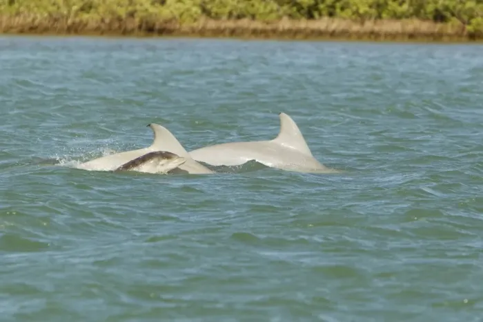 Framed Print : Common Bottlenose Dolphin (Tursiops truncatus) two adults with baby, swimming at surface, South Padre Island, Texas Framed Print : Common Bottlenose Dolphin (Tursiops truncatus) two adults with baby, swimming at surface, South Padre Island, Texas