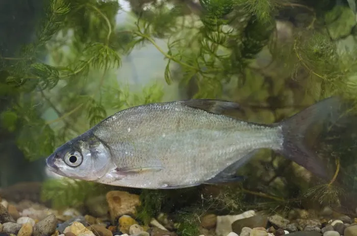 Framed Print : Common Bream (Abramis brama) adult, swimming, Nottingham, Nottinghamshire, England, August (captive) Framed Print : Common Bream (Abramis brama) adult, swimming, Nottingham, Nottinghamshire, England, August (captive)