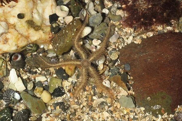 Common Brittlestar (Ophiothrix fragilis) adult, in rockpool at low tide, Mounts Bay, Marazion, Cornwall, England