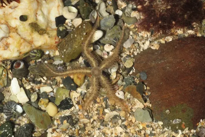 Framed Print : Common Brittlestar (Ophiothrix fragilis) adult, in rockpool at low tide, Mounts Bay, Marazion, Cornwall, England Framed Print : Common Brittlestar (Ophiothrix fragilis) adult, in rockpool at low tide, Mounts Bay, Marazion, Cornwall, England