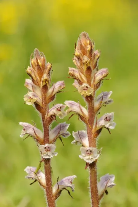 Framed Print : Common Broomrape (Orobanche minor) close-up of flowerspikes, growing in wildflower meadow, Oxfordshire, England, May Framed Print : Common Broomrape (Orobanche minor) close-up of flowerspikes, growing in wildflower meadow, Oxfordshire, England, May