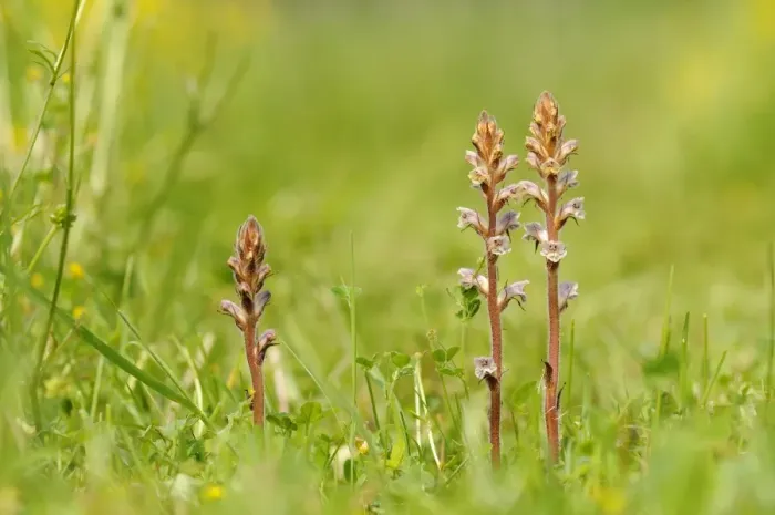 Framed Print : Common Broomrape (Orobanche minor) flowerspikes, growing in wildflower meadow, Oxfordshire, England, May Framed Print : Common Broomrape (Orobanche minor) flowerspikes, growing in wildflower meadow, Oxfordshire, England, May