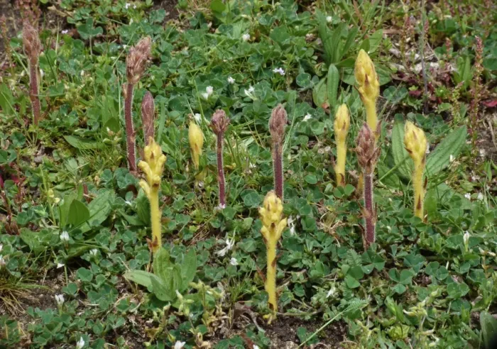 Framed Print : Common Broomrape (Orobanche minor) red and yellow forms, flowerspikes, group growing in meadow, Corsica, France, April Framed Print : Common Broomrape (Orobanche minor) red and yellow forms, flowerspikes, group growing in meadow, Corsica, France, April