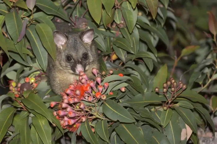 Framed Print : Common Brushtail Possum (Trichosurus vulpecula) adult, feeding on flowers in tree at night, Maria Island N. P Framed Print : Common Brushtail Possum (Trichosurus vulpecula) adult, feeding on flowers in tree at night, Maria Island N. P