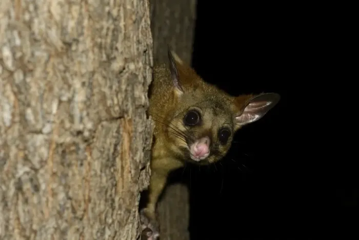 Framed Print : Common Brushtail Possum (Trichosurus vulpecula) adult, in tree at night, Melbourne, Victoria, Australia, November Framed Print : Common Brushtail Possum (Trichosurus vulpecula) adult, in tree at night, Melbourne, Victoria, Australia, November